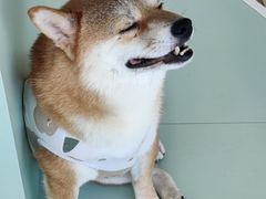 -怪兽屋·羊驼·猫咖·狗咖(俊华广场店)