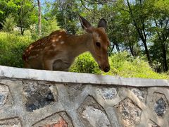 -大连森林动物园