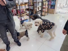 -翊宠yipet猫狗购宠庄园犬舍•猫舍