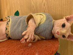 -猫腻·猫咖·撸猫馆(星光大道店)