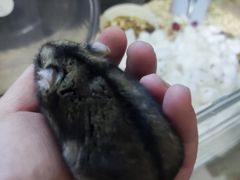 -钓仓鼠(洋桥北里小区店)