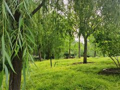 -莲花池公园