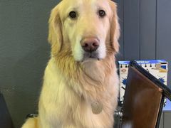 -百好乐宠物友好餐厅(朝外大街店)