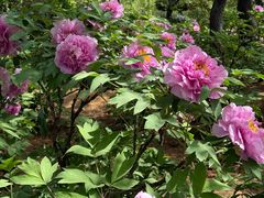 -洛阳市隋唐城遗址植物园