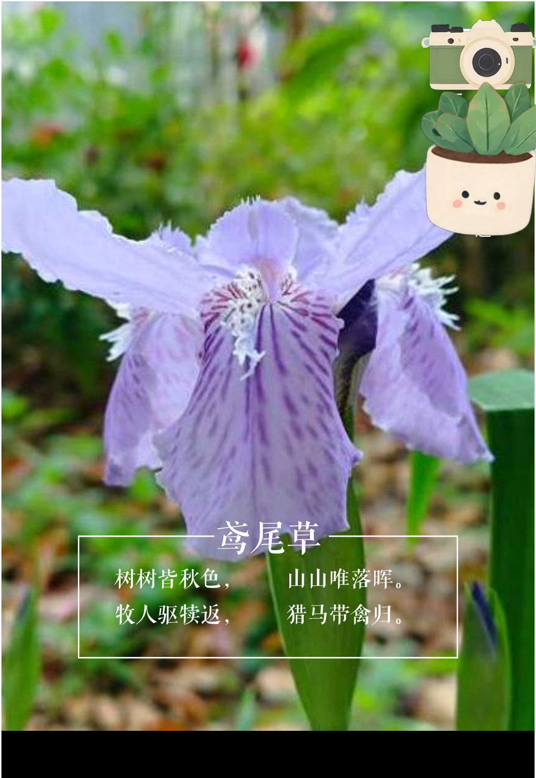 鸢尾草功效图片