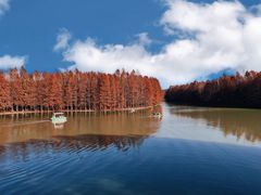 -上海海湾国家森林公园