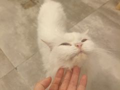 -楼上猫咖(罗湖店)