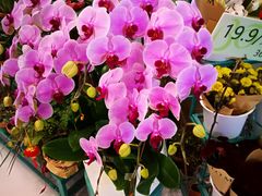 -BoBloom花店(晶耀前滩店)