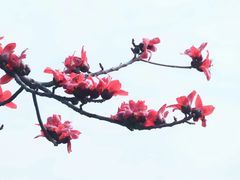 -香蜜公园