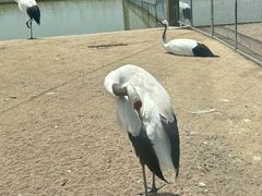 -盐城丹顶鹤湿地生态旅游区