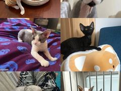 -山宅一喵德文卷毛猫舍