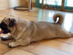 -喜柴咖啡·柴犬狗咖