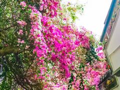 -深圳国际园林花卉博览园