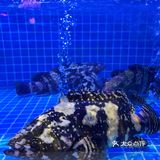 吃螃蟹吃海鲜的首选‼️青山C位餐厅丽华园不允许你还没来过‼️