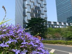 -深圳人才公园