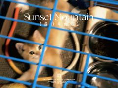 -翊宠yipet猫狗购宠庄园犬舍•猫舍