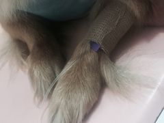 -瑞派福兴宠物医院犬猫全科·骨科·中西医结合(河东店)