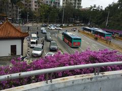 -深圳仙湖植物园-停车场