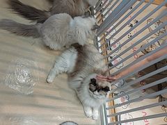 -藏猫猫咖啡主题馆(中央大道店)