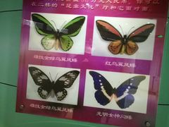 -上海昆虫博物馆