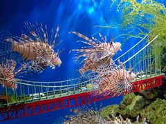 -太平洋海底世界