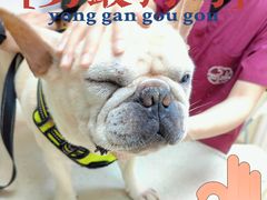 -芭比堂动物医院广州顽皮分院