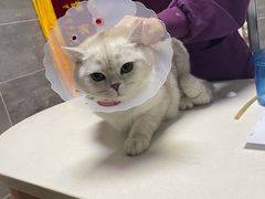 -美联众合宠物医院·爱萌分院·内外科·猫科中心