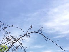 -新繁老號豌豆汤饭店·江湖菜(宝光寺店)