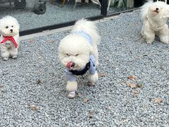 -J Create城市露营咖啡·简餐·宠物(上海动物园店)