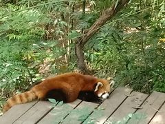 -都江堰中华大熊猫苑