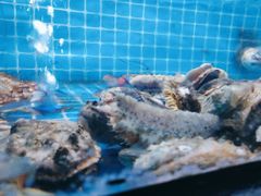 -悦宴·雅致餐厅(绿地蓝海店)
