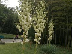 -上海植物园·停车场