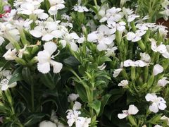 -荷兰花海