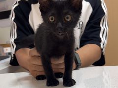 -瑞派康怡24h宠物医院·犬猫医疗中心·微创绝育(瑞景分院)