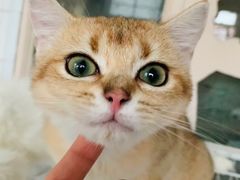 -东方名猫馆·英短金渐层布偶猫舍(环线广场1号楼店)