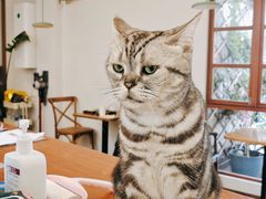 -有猫主题·治愈系猫咖(曾厝垵店)