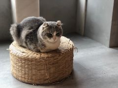 -猫儿山۰猫主题餐厅