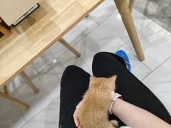 -楼上猫咖(罗湖店)