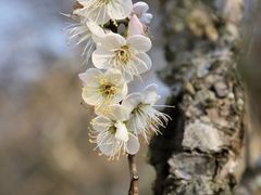 -广州市流溪河国家森林公园