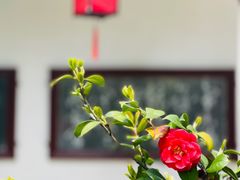 -朱家角课植园