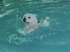 -首钢篮球中心-游泳馆