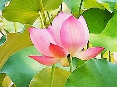 -莲花池公园