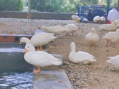 -南宁荔园维景国际酒店·荔园中餐厅
