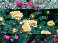 -人民公园(罗湖区)