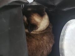 -芭比堂动物医院·CT·微创中心(新顺分院)