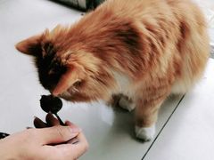 -平行世界·猫咖(首经贸店)