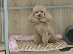 -佳雯宠物医院·皮肤科·内外科(春晓路分院)