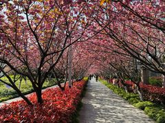 -高东镇樱花园