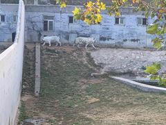 -西霞口神雕山野生动物世界