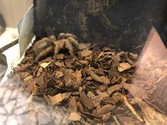 -momokira米努特·德文卷毛猫·棉花面纱犬